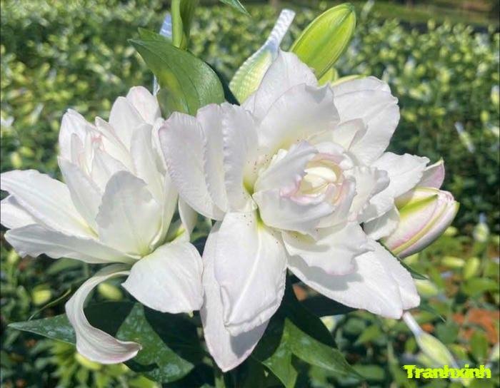 ảnh hoa trắng chụp cận