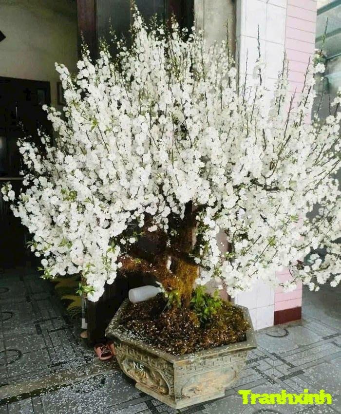 ảnh hoa trắng đơn giản đẹp