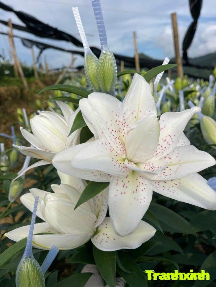 ảnh hoa trắng kiểu tối giản