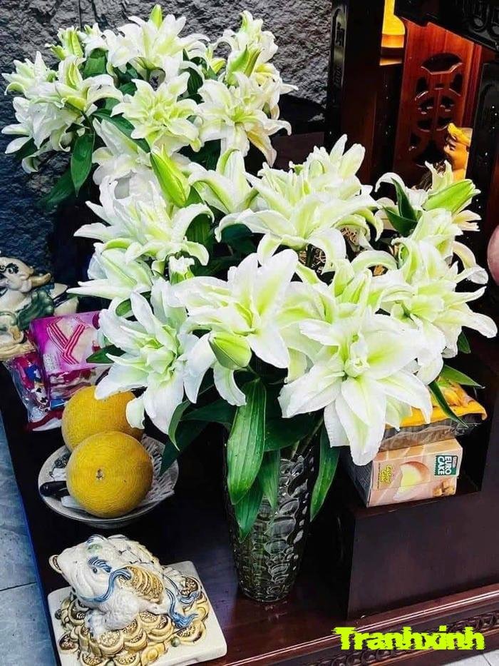 ảnh hoa trắng nở rộ