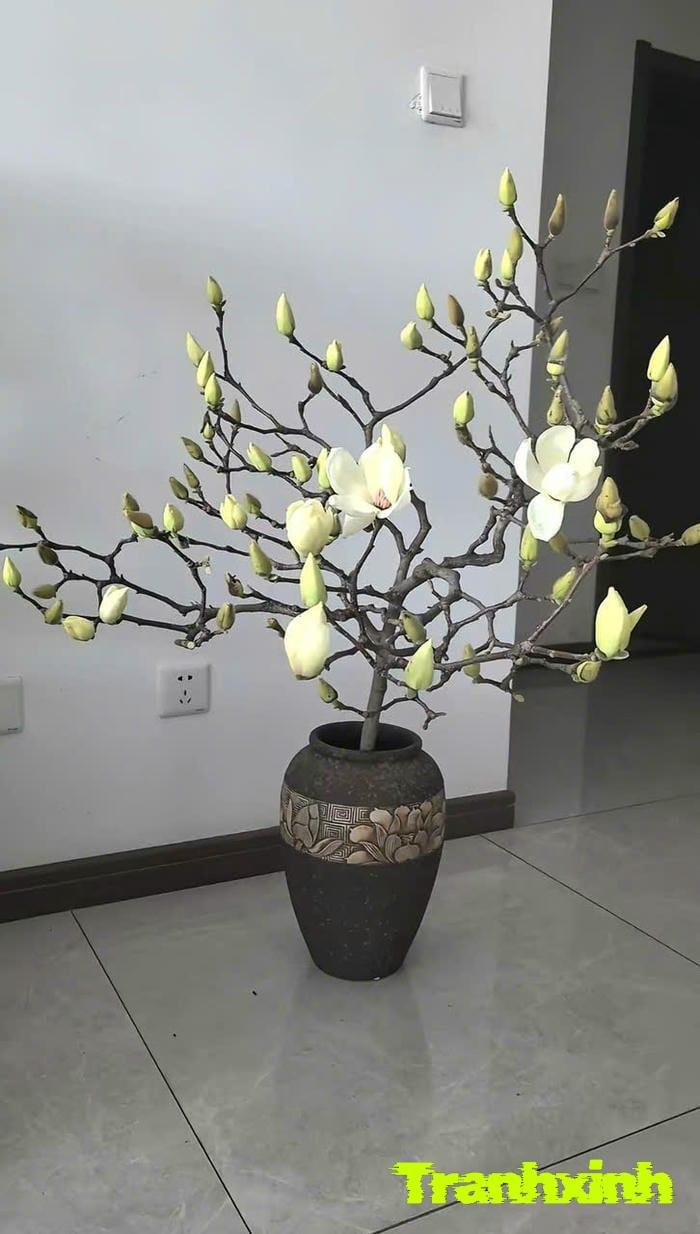 ảnh hoa trắng và cành