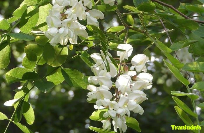 nước hoa tại hải phòng