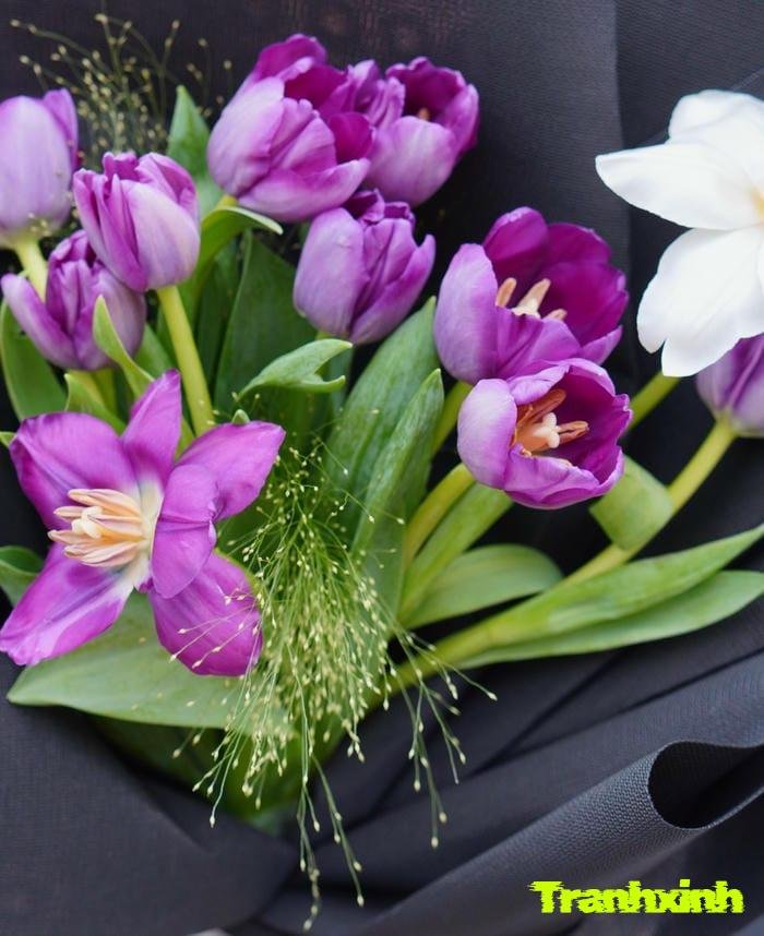 ảnh hoa tulip chi tiết