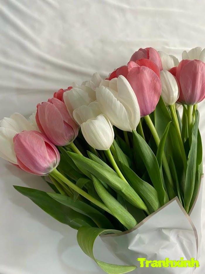 ảnh hoa tulip chụp macro