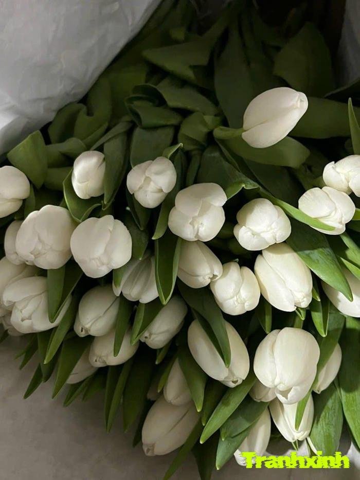 ảnh hoa tulip đẹp nhất