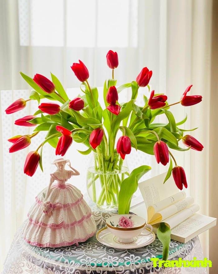 ảnh hoa tulip đơn giản đẹp
