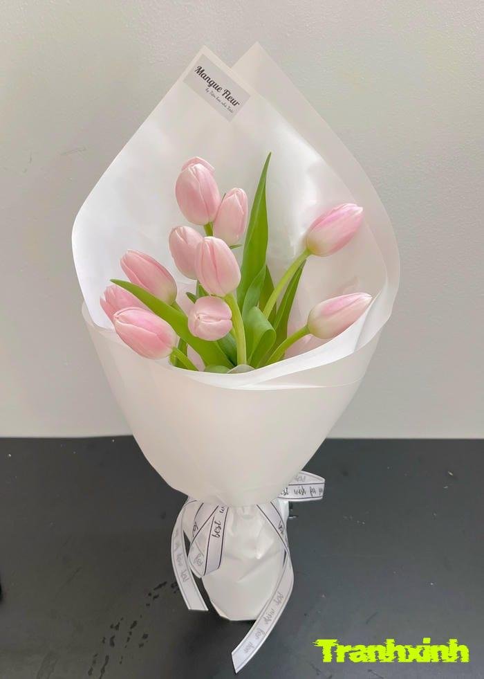 ảnh hoa tulip kiểu tối giản