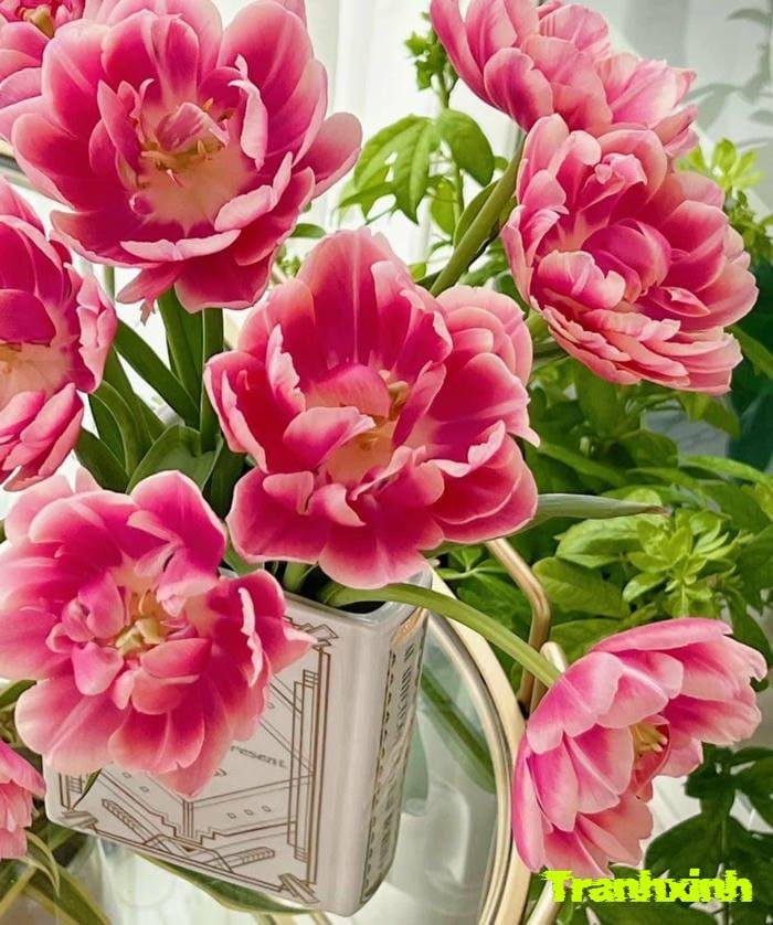 ảnh hoa tulip nhẹ nhàng