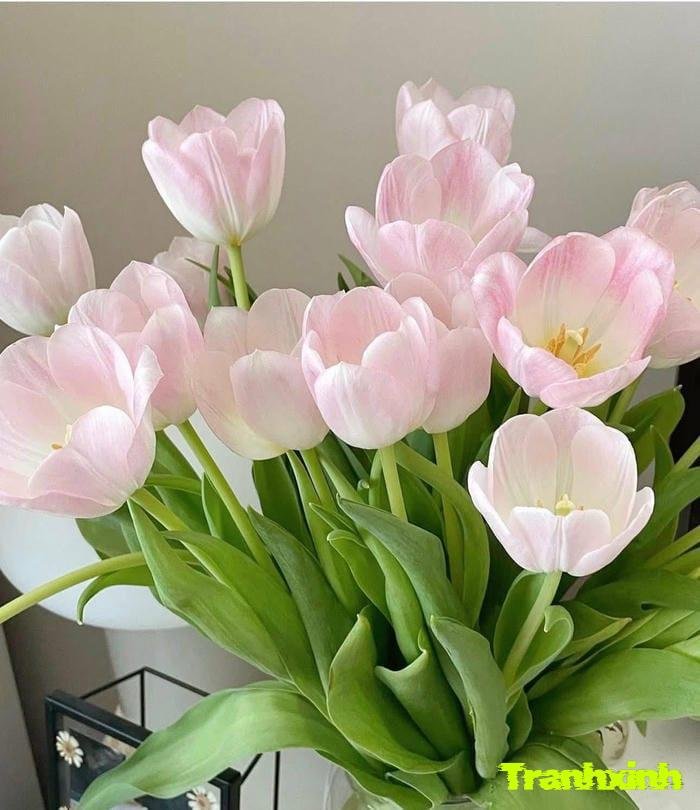 Sưu tầm 285+ ảnh hoa tulip đẹp, rực rỡ dành cho điện thoại