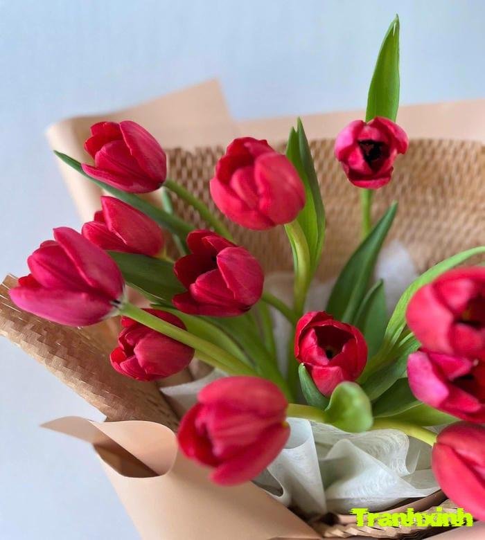 ảnh hoa tulip việt nam