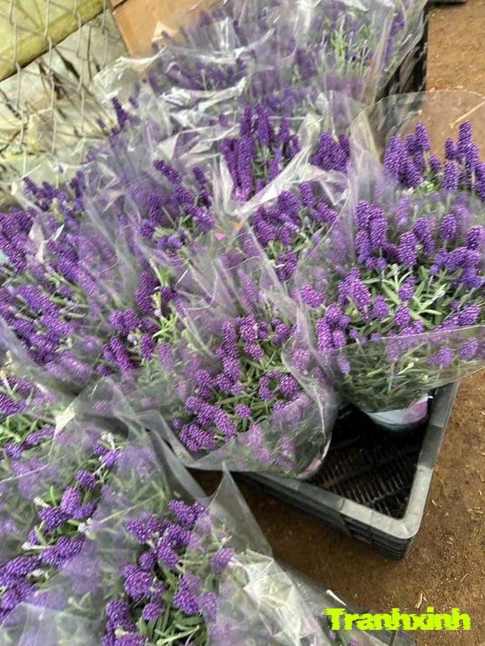 ảnh lavender màu than đẹp