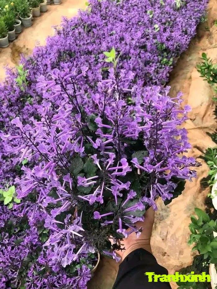 ảnh lavender màu than lãng mạn