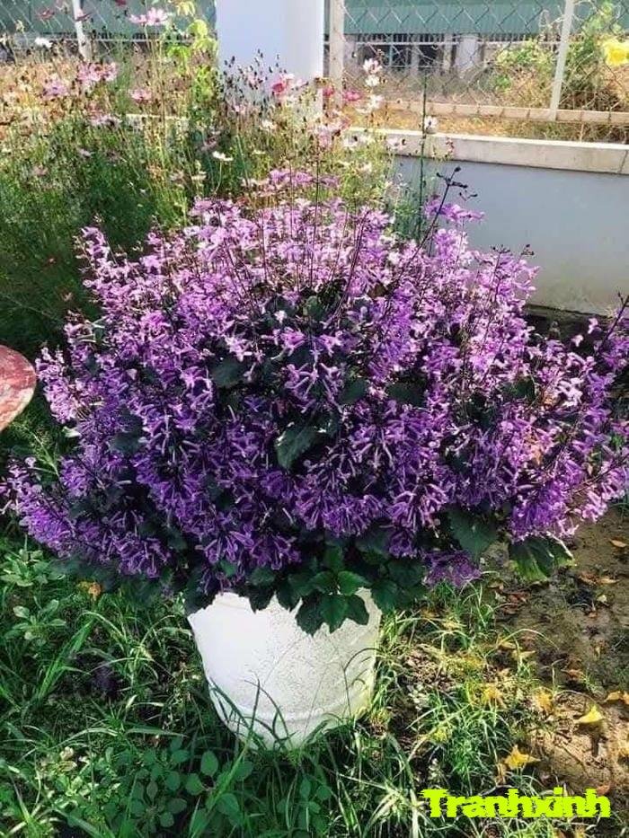 ảnh lavender màu than tối và đẹp