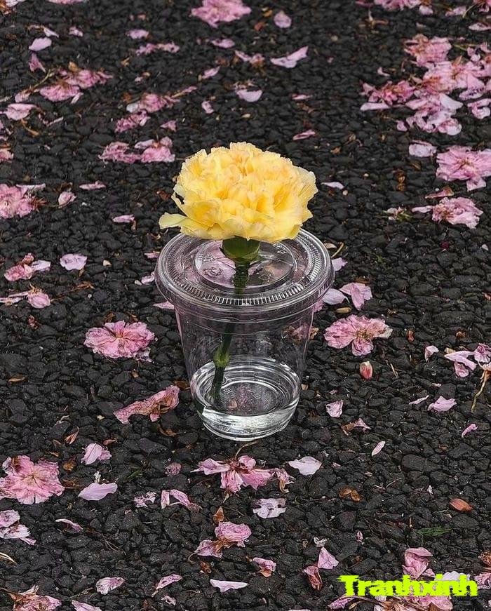 ảnh một bông hoa buồn