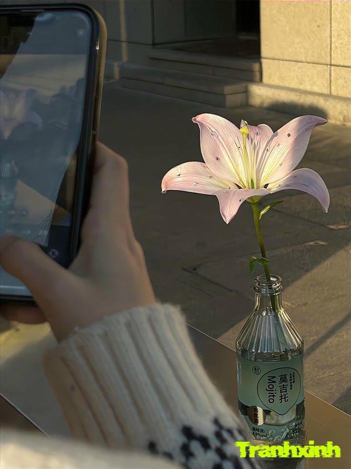 ảnh một bông hoa cô đơn