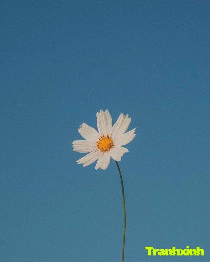 ảnh một bông hoa đơn giản