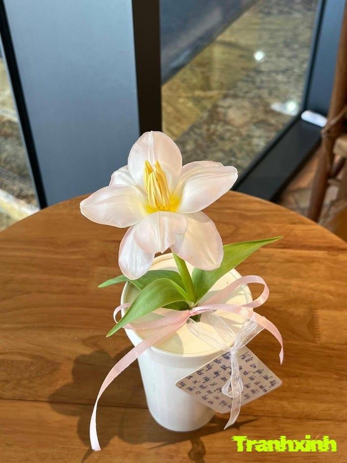 ảnh một bông hoa màu trắng