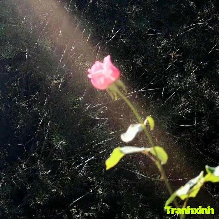 ảnh một bông hoa mới nở