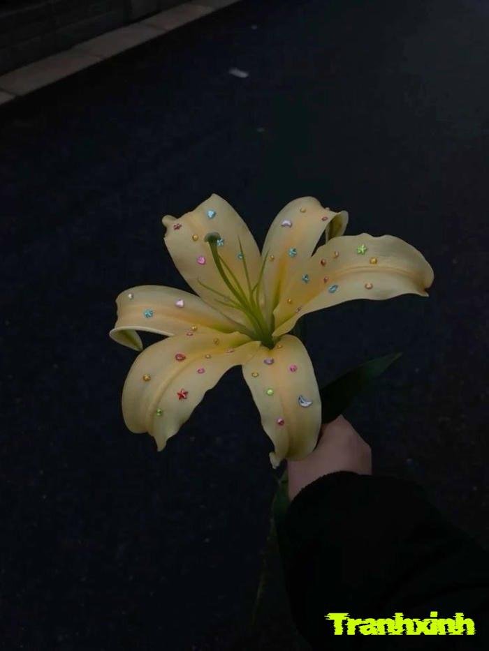 ảnh một bông hoa thẩm mỹ