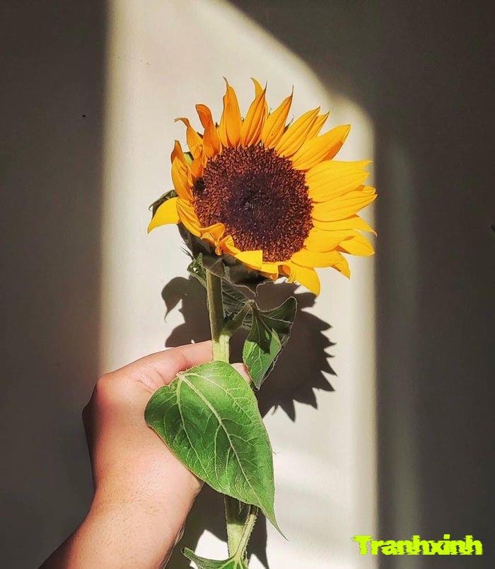 ảnh một bông hoa trên nền trắng