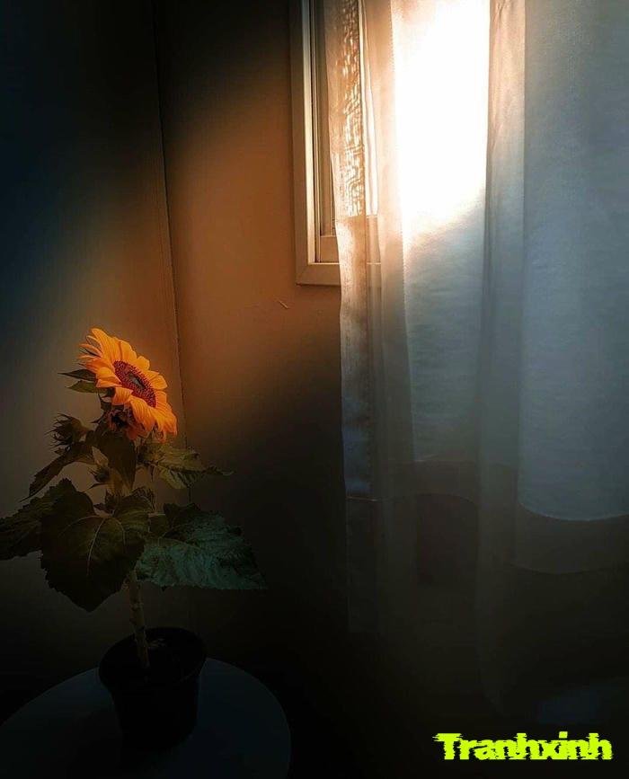 ảnh một bông hoa và bóng tối