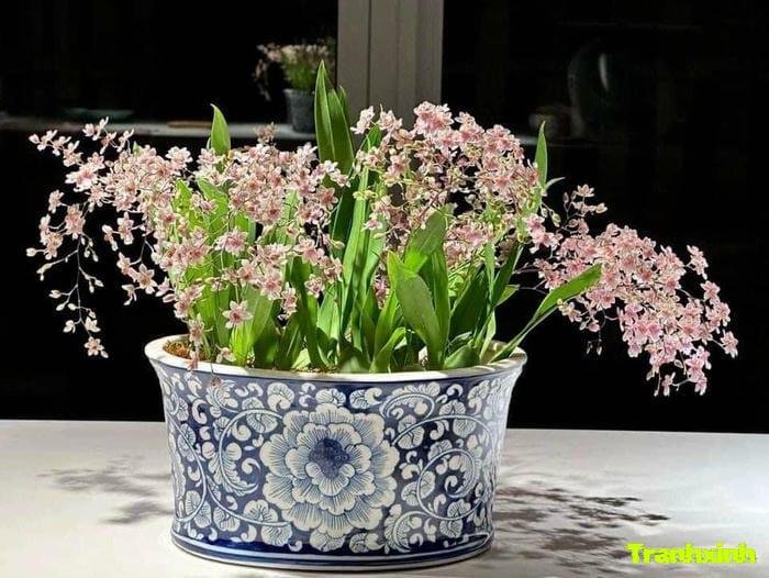 bình hoa trang trí