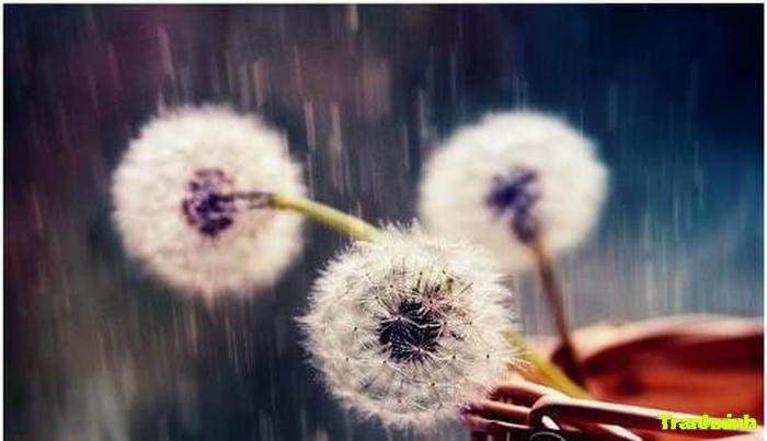 bồ công anh màu trắng tinh