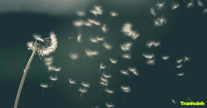 bồ công anh và gió