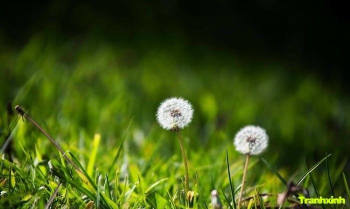 bồ công anh và mùa hè