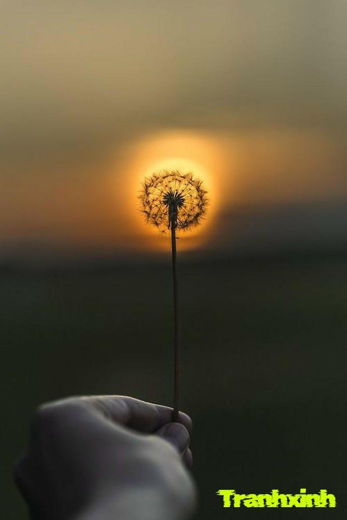 bông bồ công anh trắng