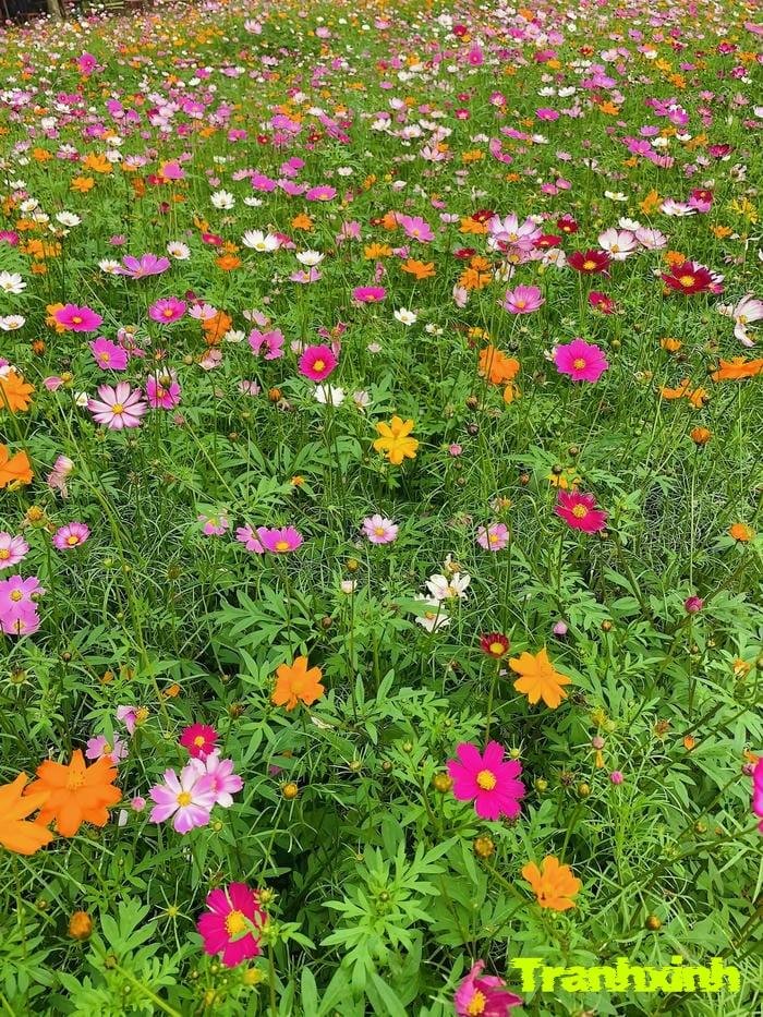 cánh đồng hoa bạt ngàn