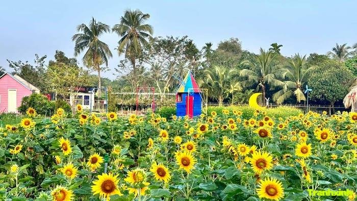 cánh đồng hoa dưới nắng vàng