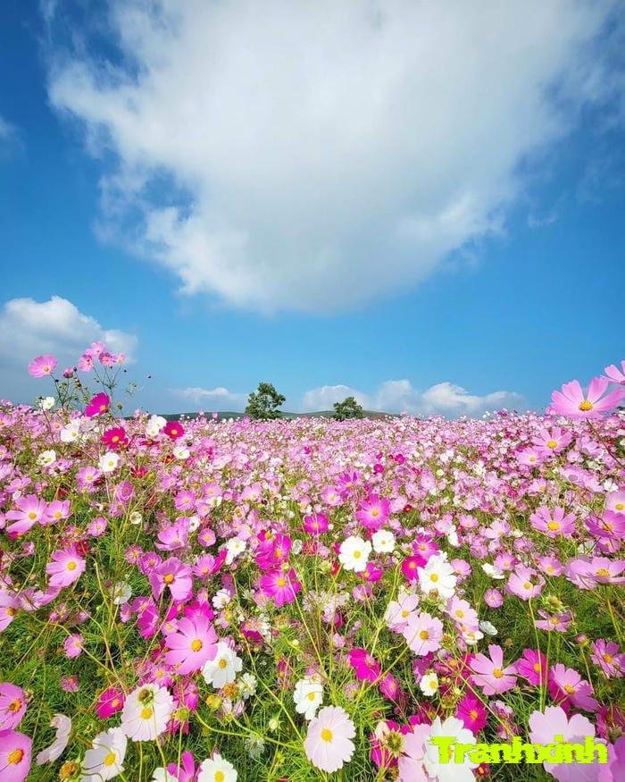 cánh đồng hoa dưới trời xanh