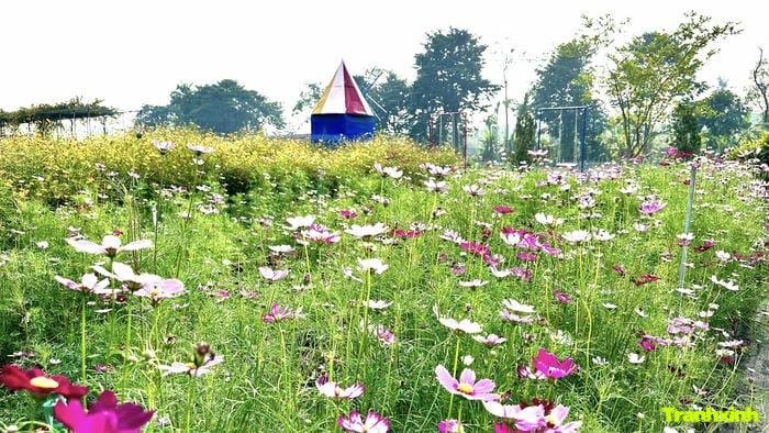 cánh đồng hoa kiểu vintage