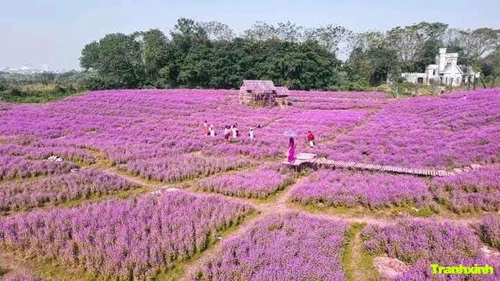 cánh đồng hoa mùa xuân