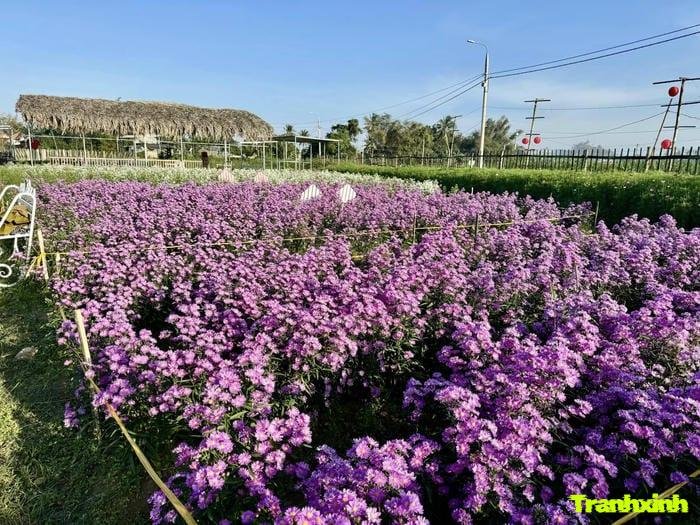 cánh đồng hoa tươi