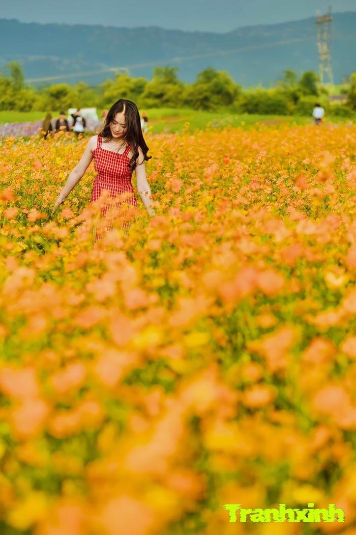 cánh đồng hoa và cô gái