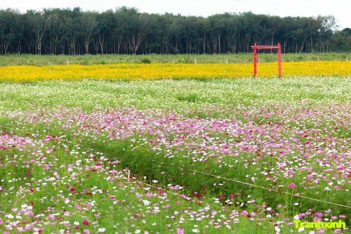 cánh đồng hoa và hạnh phúc