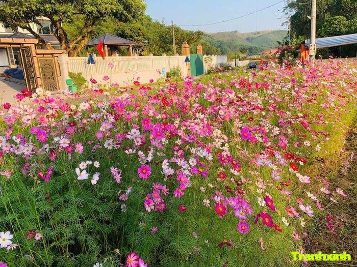 cánh đồng hoa và kỷ niệm