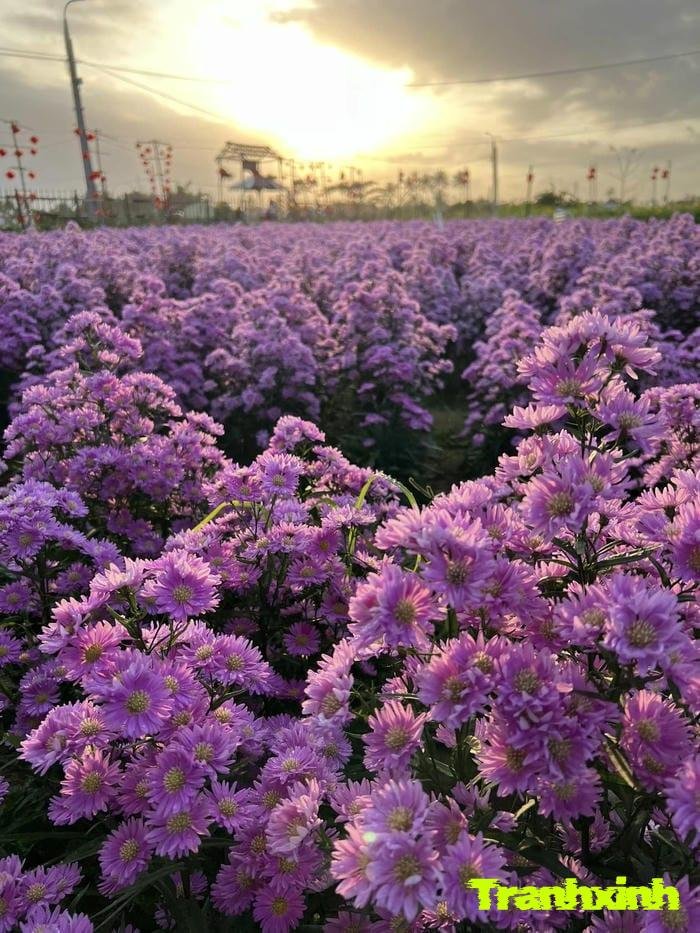 cánh đồng hoa và mây