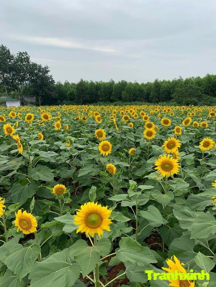 cánh đồng hoa và sự tự do