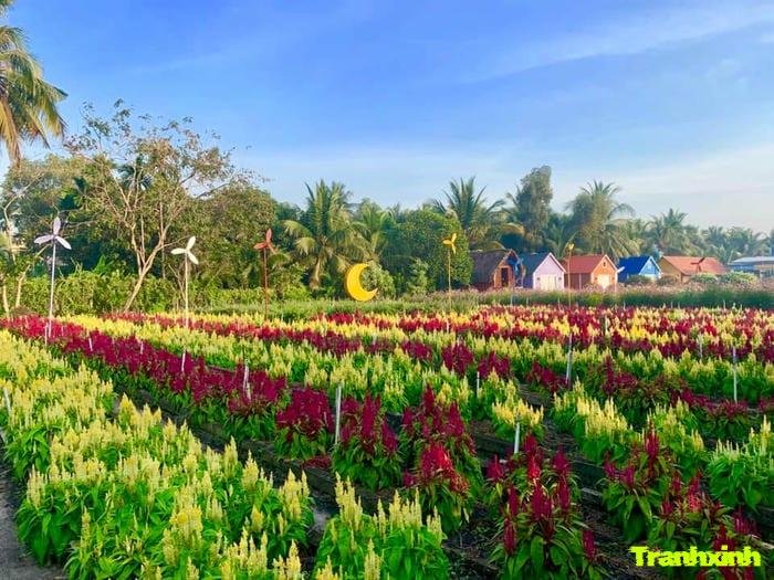 cánh đồng hoa và thiên nhiên