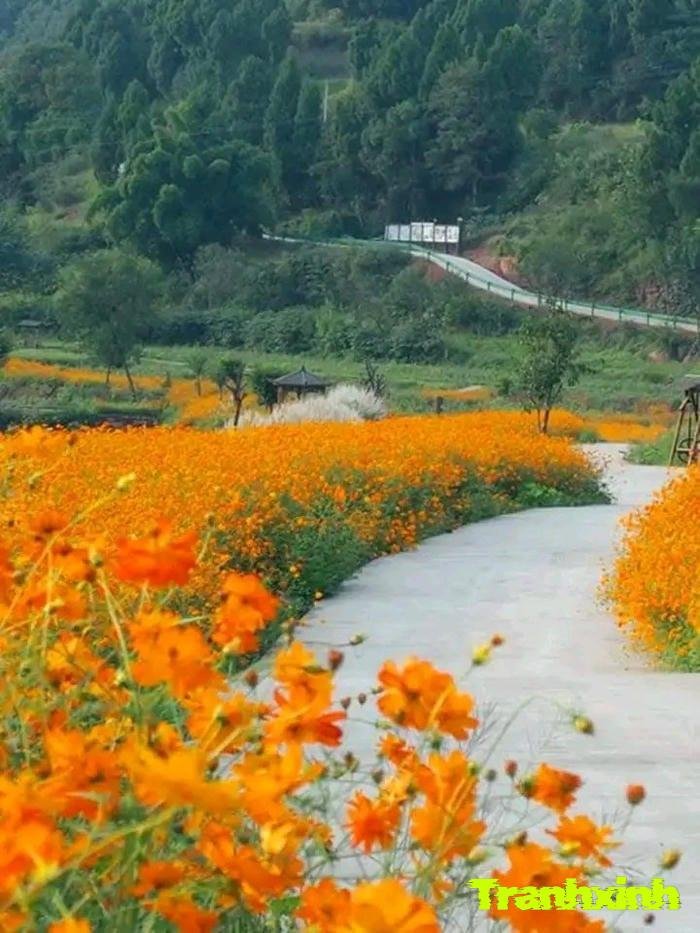 cánh đồng hoa vàng