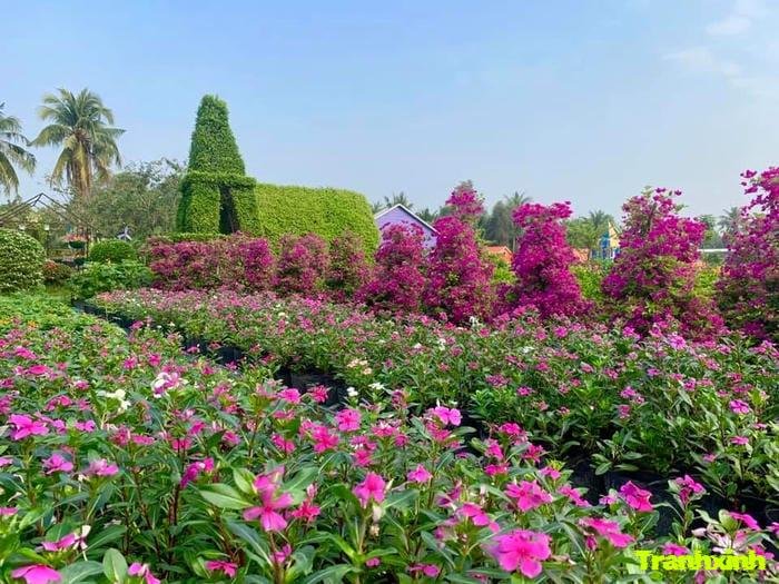 cánh đồng hoa ven đồi