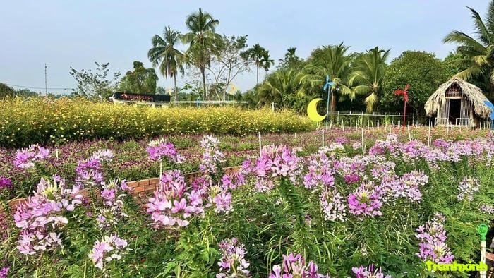 cánh đồng hoa với màu pastel