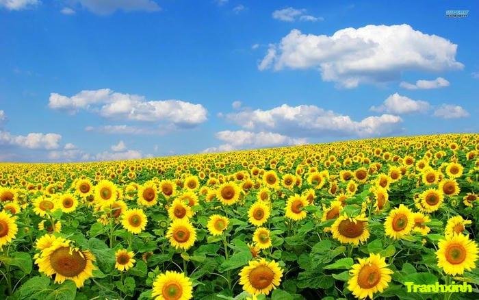 cánh đồng hoa yên bình