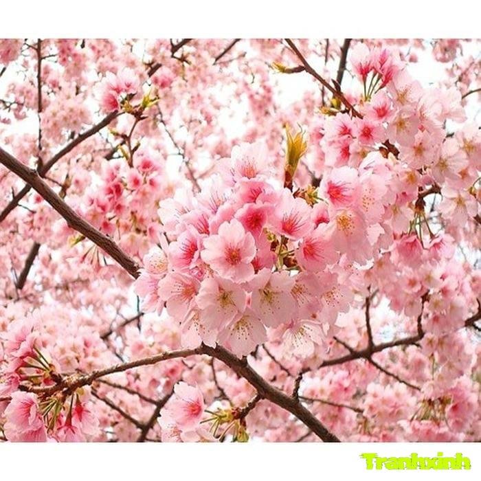 hoa anh đào cho background