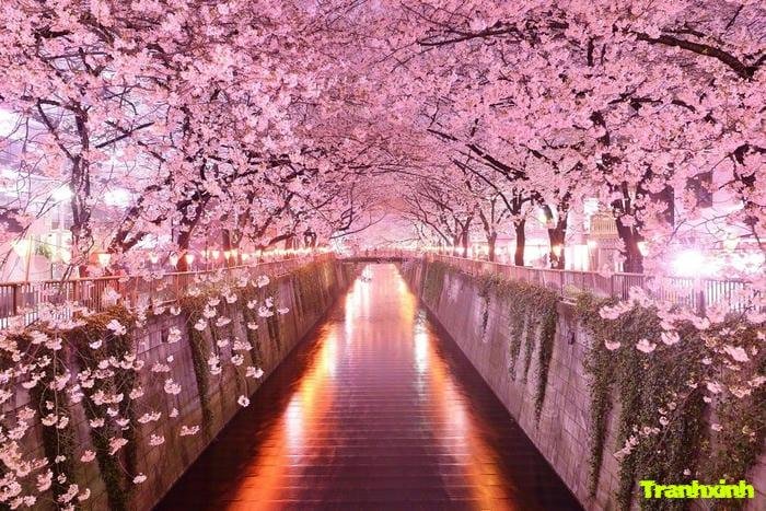 hoa anh đào mùa xuân