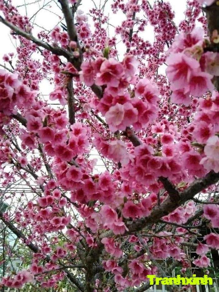 hoa anh đào nhật bản