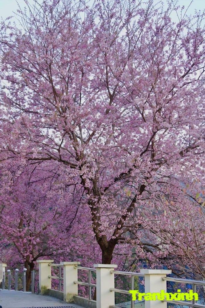 hoa anh đào và cánh hoa